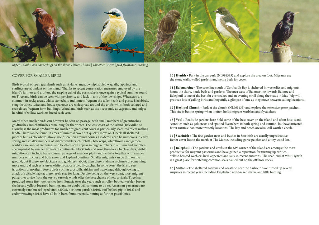 finding birds brochure page